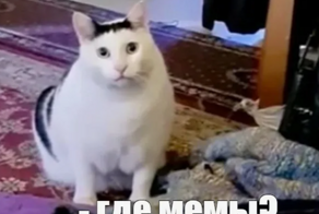 Ученые выяснили, что для человечества мемы с котиками — то же самое, что для пингвинов красивые камушки