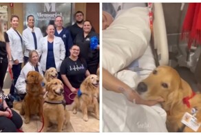 В США в роддомах разрешено рожать с собакой для эмоциональной поддержки