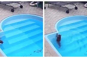 Кот узнал, что умеет плавать