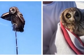 Парни спасли сову, заблудившуюся в море