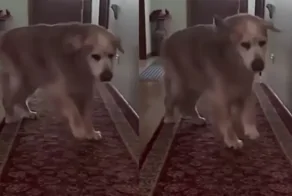 Старый пёс рад видеть хозяина