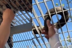 В китайском зоопарке посетители выдергивают шерсть у тигра, считая это оберегом от зла