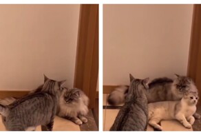 Котёнок-миротворец