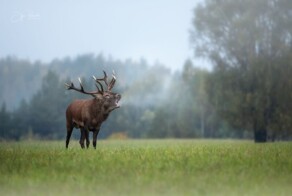 Рогоносцы