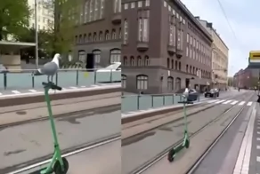 Чайка прокатилась на самокате