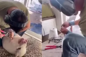 Маникюр для свиньи