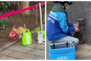 Кошки и собаки  воруют заказы с едой