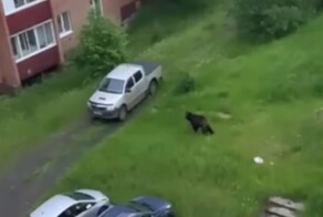 Медведь прогулялся по улицам Усть-Илимска