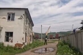 Как мужики раненого оленя спасали