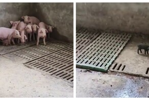Свиньи боятся чёрного поросёнка