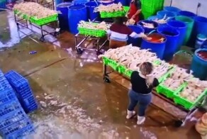 Суровые нравы куриного бизнеса в Перу