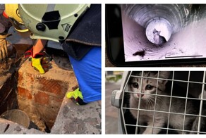 В&nbsp;Москве спасли котёнка, провалившегося в&nbsp;вентиляцию