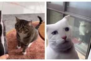 Реакция котов на их плюшевые копии