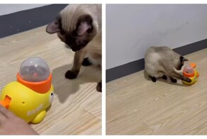 Кот перехитрил кормушку