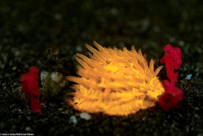 Подводные коллажи с игрушечными фигурками (20 фото)