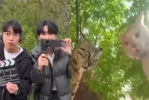 Режиссёр учит пушистых актёров правильно мяукать в кадре