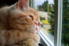 Оконные занятия котиков: 20+ философов, мечтателей и профессиональных наблюдателей