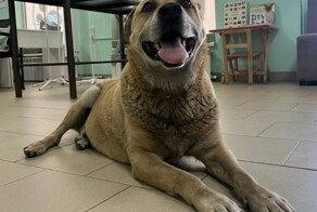 Бездомная собака самостоятельно пришла в ветклинику за помощью