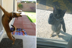 17 фото животных, которым срочно понадобилось попасть внутрь