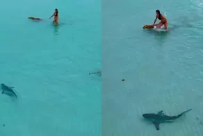 Морской хищник у берега: женщина встала между акулой и своей собакой
