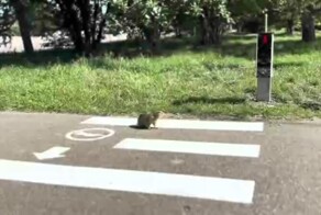 Светофор для сусликов в Красноярске