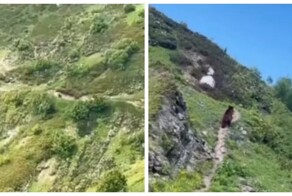 Медведь сбежал от слишком эмоциональной туристки в горах на Ставрополье