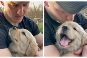 Реакция собак на поцелуй