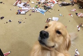 Шерстяные шкодники: 20 питомцев, которые слишком милы, чтобы на них сердиться