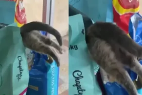 Кот залез в пачку с кормом