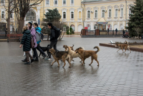Кинолог рассказала, что бездомные собаки порой используют людей как «маршрутку»