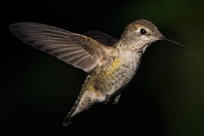 На общую тему&nbsp;