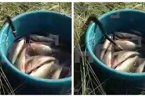 Змея украла часть улова рыбака