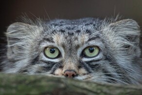 Максимально осторожная мама манула