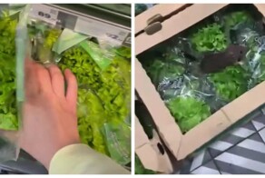 В «Пятёрочке» нашли мини-ферму грызунов — прямо в отделе с зеленью