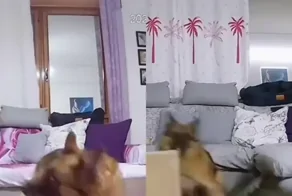 На видео сняли, как собака выживает среди пушистых балбесов