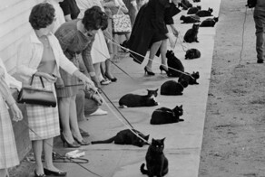 Наши спутники-3