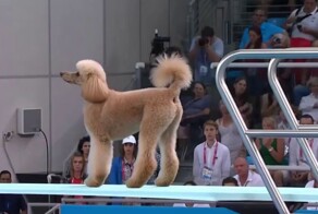 Как могли бы выглядеть соревнования по прыжкам в воду среди собак