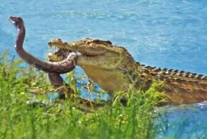 Короткая схватка крокодила и питона