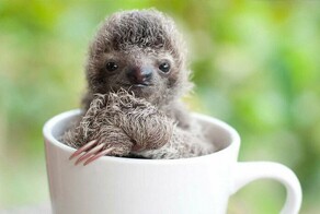 Смешные зверюшки