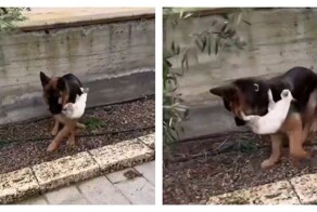 Пёс подцепил гигантского пушистого клеща