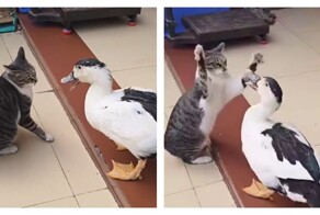 Кошка против утки: забавный поединок двух питомцев