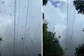 На Филиппинах начался сезон пауков — паутина везде и даже в воздухе