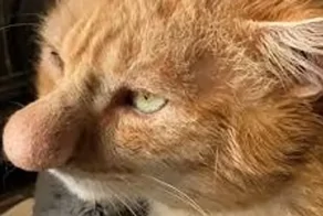 Кот с самым большим носом
