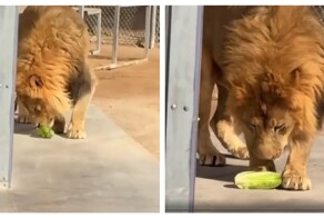 Лев впервые пробует салат