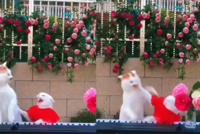 Творческие разногласия в кошачьем дуэте