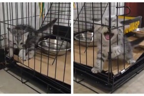 Забавные попытки котёнка выбраться из клетки