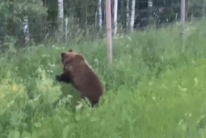 Инспекторы ДПС помогли напуганному медведю вернуться в лес