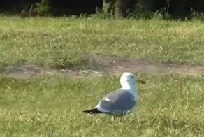 На острове Татышев чайки начали охотиться на сусликов