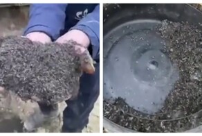 Вахтовики газовой компании столкнулись с&nbsp;нашествием комаров