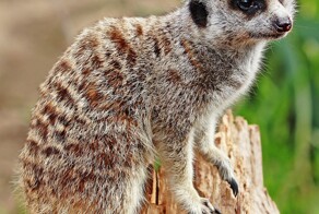 Сурикат и интересные факты о нём